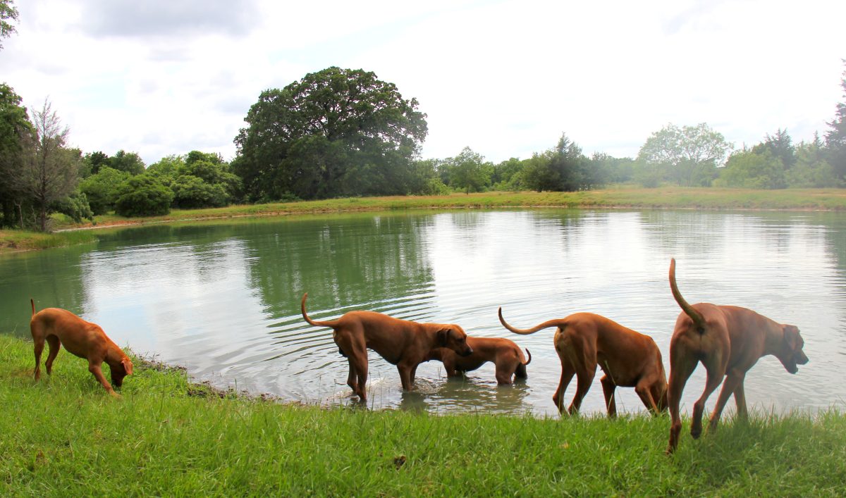 Mardi Gras Rhodesian Ridgebacks